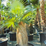 Palm Tree Live Plant, Fully Rooted in 3 Gallon Pot, Rare Tropical Plant Live for Indoor or Outdoor Growing
