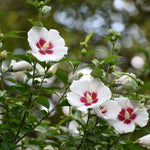 Set 3 Rose of Sharon Plant 2 Inches