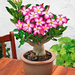 02 Pink Desert Rose Live Plants, Starter Adenium 3-6 Inches Tall, No Pot, No Flower, Tropical Flowering Succulent Plants for Indoor Outdoor Growing