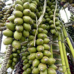 Live Palm Tree Plant in 3 Gallon Pot, No CA, Large Fully Rooted Size, Ready to Plant for Home Décor Indoor Outdoor Landscape, Rare Palm Trees, Green Palm