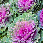 Ornamental Cabbage Plant in 4 Inch Pot, Colorful Cabbage Plants Live for Outdoor Indoor Garden