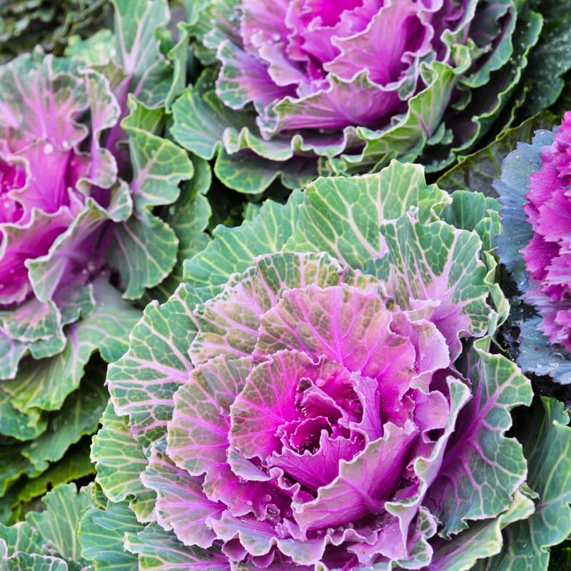 Ornamental Cabbage Plant in 4 Inch Pot, Colorful Cabbage Plants Live for Outdoor Indoor Garden