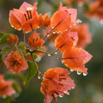 2 Bougainvillea Live Plants, Tropical Bougainvillea Flowering Vine, Fast Growing Outdoor and Container Plant, 4-8'' Tall (Orange Blooms)