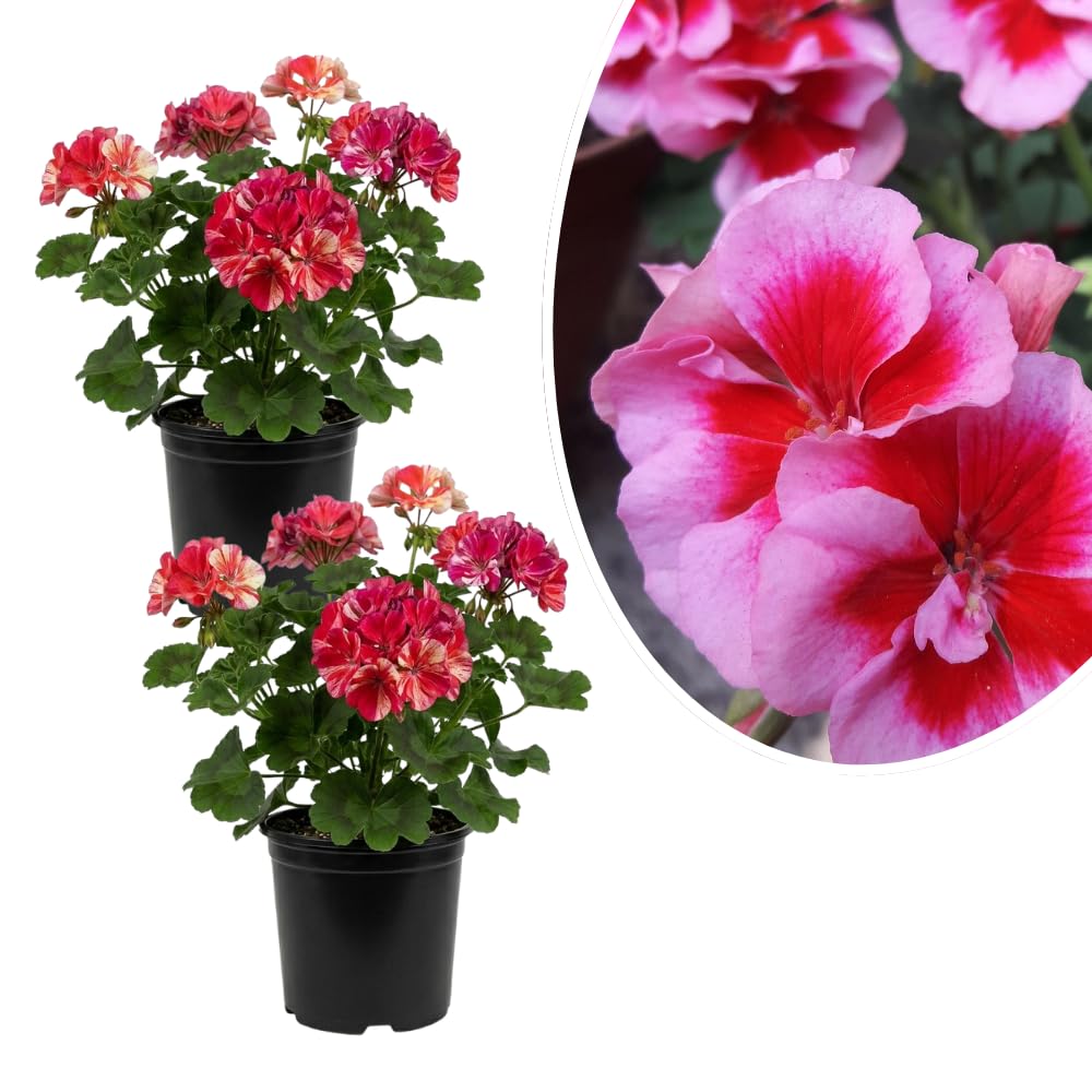 2 Rose Geranium Plants Live, Vibrant Blooms, Hardy Perennial Geranium Flowers 4-8 Inches, Indoor Outdoor Planting