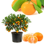 Tangerine Tree Live Plant, 1-2 Feet Tall in 1 Gallon Pot, Sweet Citrus Fruit Tree for Outdoor Garden, Patio, Balcony and Container Growing