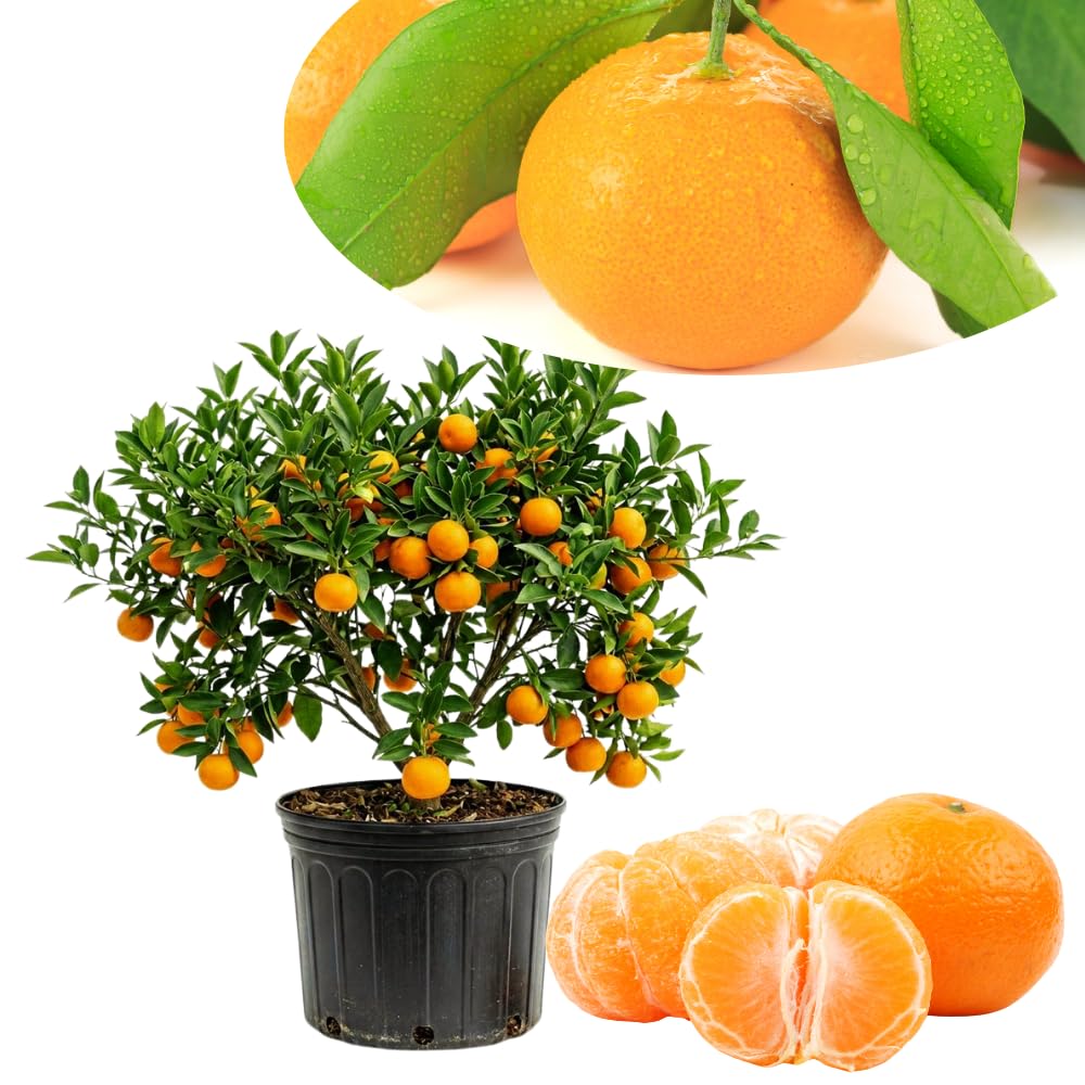 Tangerine Tree Live Plant, 1-2 Feet Tall in 1 Gallon Pot, Sweet Citrus Fruit Tree for Outdoor Garden, Patio, Balcony and Container Growing