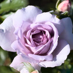 Rose Bush Live Plant, Heirloom Rose Plant Live for Planting, 5-10 Inch Tall, Fragrant Flowers Well Rooted Starter Plant, No Pot (Purple Rose)