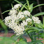Pack 2 White Milkweed Live Plants, Butterfly Milkweed Shrub, Asclepias Tuberosa Plants 4-8 Inches