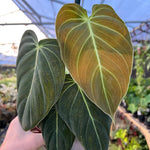 Philodendron Live Plant, Rare Variegated Houseplant 5-8 Inch Tall, Indoor Live Plant for Home or Office Decor, No Pot (Black Gold Philodendron)