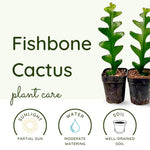 Trailing Epiphyllum Pink Fishbone Cactus Live Plant in 4" Pot, Indoor Outdoor Succulent Cactus Houseplant for Home Decor, No CA