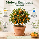 Meiwa Kumquat Tree Live Plant 1 Gallon Pot, Orange Kumquat Live Plant, Sweet Citrus Fruit Tree for Indoor Outdoor Growing