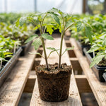 Set 2 Tomato Plants, Pink Tomato Plants Live, 4-6 Inc Tall, Sweet Tomatoes for Trellis, Indoor Outdoor Garden