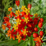 2 Tropical Milkweed Plants Live, 5-8 Inch Tall, Butterfly Milkweed Asclepias Tuberosa Plant for Perennial Flower