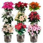 2 Multi Varieties Poinsettia Plants Live, Random Poinsettia Flowers for Holiday Christmas Gift, Decoration Houseplant 5-10" in Tall, No Pot