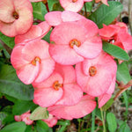 Set 2 Salmon Euphorbia Milii Plants, Crown of Thorns Live Plant, 5-8 Inc Tall, Hardy Euphorbia Flowering Houseplants