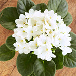 White African Violet Live Plant in 4” Pot, Blooming Indoor Houseplant, Easy Care Flowering Plant for Home or Office Décor