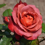 Rose Bush Live Plant, Heirloom Rose Plant Live for Planting, Fragrant Flowers Well Rooted Plant, 5-10 Inch Tall (Chocolate Orange Rose)