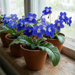 Purple Blue Streptocarpus Lady Slipper Plants in 3.25 Inch Pot, Live Flowering Houseplant for Patio, Containers and Indoor Gardening