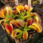 3 B52 Giant Venus Flytrap Plants Live in Pot, Starter Size, Easy to Grow Tropical Plant Terrarium Indoor Outdoor