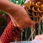 10 Count Shampoo Ginger Plant Rhizomes, Wild Awapuhi Zingiber Zerumbet Pinecone Bitter Red Ginger, Hardy in Zones 9-11