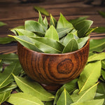 2 Bay Leaf Plants Live, Laurus Nobilis Sweet Bay Laurel Live Plants, 4-9" Tall, Fragrant Herb Indoor Outdoor