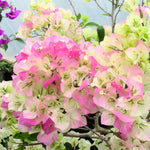 3 Bougainvillea Vine Plants, Bougainvillea Plants Live for Outdoor Landscaping and Containers, 4-7 Inch Tall Well-Rooted, No Pot (Delight Bougainvillea)