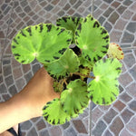 Set of 2 Begonia Angel Wing Maculata Live Plants, 5-9 Inch Tall, River Polka Dot Begonia for Home and Garden Decor