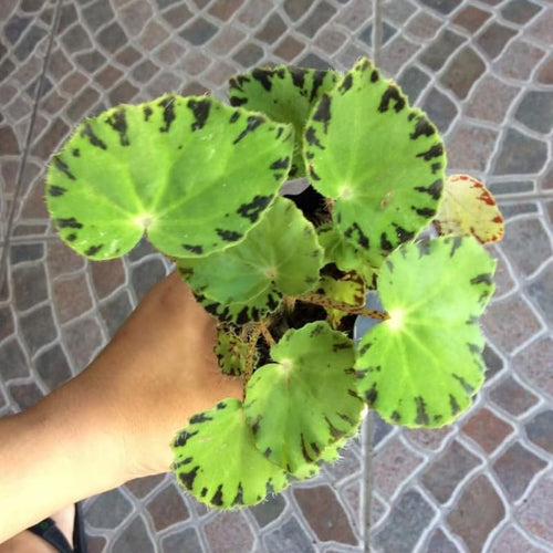 2 Live Begonia Angel Wing Maculata Set, Size 5-9 Inch Tall, River Polka Dot Begonia Plants, Indoor Outdoor Decorative Houseplants