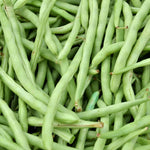 Live Green Bean Plant, Bean Bush Plants, 3-5 Inches Tall