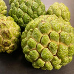 Sugar Apple Tree Live Plant, 2-3 Ft in One Gallon Pot, 2 Years Old Tree Annona Squamosa Soursop Like, Outdoor Spring Tropical Fruit Planting, No CA