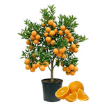 Navel Orange Live Plant in 1 Gallon Pot, Sweet Orange Tree 24-30 Inch Tall, Citrus Fruit Tree for Planting Outdoor Garden