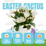 White Easter Cactus Live Plant, 4-9” Tall, Rooted Holiday Cactus Succulent Plant for Indoor or Outdoor Growing, Easy Care Flowering Houseplant