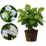 2 Jasmine Plants Live, Fragrant White Jasmine Live Plants, Fast Growing Flower Plants for Outdoor Garden, 5-7'' (Frostproof Cape Jasmine)