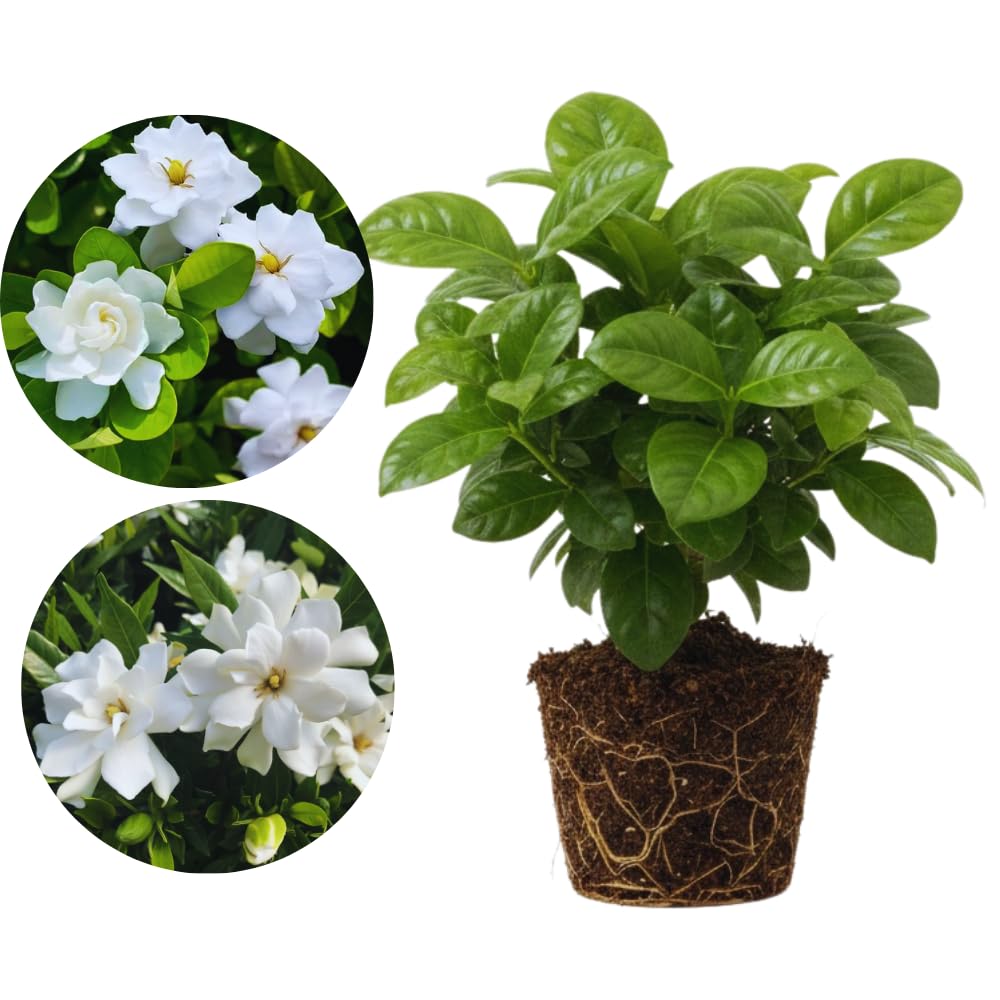 2 Jasmine Plants Live, Fragrant White Jasmine Live Plants, Fast Growing Flower Plants for Outdoor Garden, 5-7'' (Frostproof Cape Jasmine)