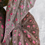 2 Live Begonia Angel Wing Maculata Set, Size 5-9 Inch Tall, Pink Spot Polka Dot Begonia Plants, Indoor Outdoor Decorative Houseplants