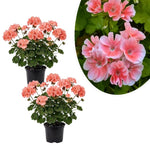2 Salmon Geranium Plants Live, Vibrant Blooms, Hardy Perennial Geranium Flowers 4-8 Inches, Indoor Outdoor Planting