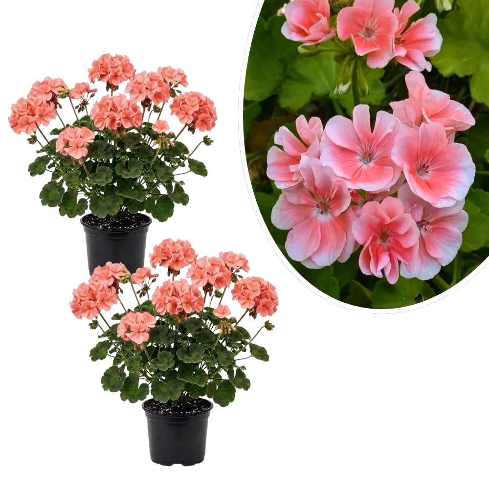 2 Salmon Geranium Plants Live, Vibrant Blooms, Hardy Perennial Geranium Flowers 4-8 Inches, Indoor Outdoor Planting