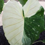 Colocasia Elephant Ears Live Plant, Alocasia Plant, Esculenta Taro Live Houseplant, 5-7 Inc Tall (Bicolor)