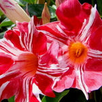 Mandevilla Live Plant Vine, Climbing Mandevilla Vine Plants Live, 5 to 7 Inches Tall Garden Vine Plant