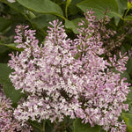 Lavender Lilac Tree, Compact Fragrant Flowering Lilac Shrub for Garden and Landscape, Lilacs in Quart Pot