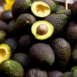 Dwarf Avocado Tree Plant Live, Patio Container Tree, 1-2 Ft Tall