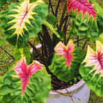 Colocasia Elephant Ears Live Plant, Alocasia Plant, Esculenta Taro Live Houseplant, 5-7 Inc Tall (Green Pink Leaf)