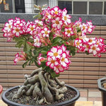 02 Pink Desert Rose Live Plants, Starter Adenium 3-6 Inches Tall, No Pot, No Flower, Tropical Flowering Succulent Plants for Indoor Outdoor Growing