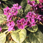 Pink African Violet Plant Live, Pink Violet Flower, 3-5 Inches Tall