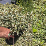 2 Sliver Azalea Plants Live Tree, Blooming Rhododendron Bushes, 5-10 Inc Tall, No Pot, for Indoor Outdoor Planting, Variegated Azalea