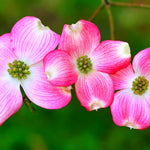 Pink Flowering Dogwood Trees for Planting Outdoors, 6 to 12" Tall in 2.5" Pot, Pink Dogwood Tree Live Plant, Zones 5-9