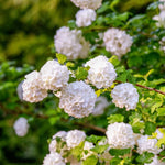 Old Snowball Viburnum Plant Live 4" Pot, Fragrant White Blooming Shrub 6-10 Inches, Viburnum Bush Ready to Grow