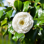 Camellia Plant Live, Camellia Japonica Tree Live Plant, 4 Inc Potted Bush Plant, Fragrant Flower Plants (White)