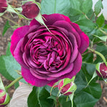 6 Months Old Climbing Rose Live Plant, Well Rooted 5-9" Tall, No Leaf, Ready to Plant Indoor Outdoor, Climber Rose Bush, Hybrid Tea Rose Like, Very Fragrant, Long Bloomer (Purple)