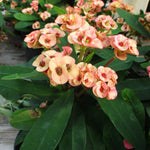 Set 2 Salmon Euphorbia Milii Plants, Crown of Thorns Live Plant, 5-8 Inc Tall, Hardy Euphorbia Flowering Houseplants